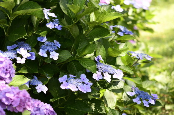 紫陽花(5)_c0093046_13324567.jpg