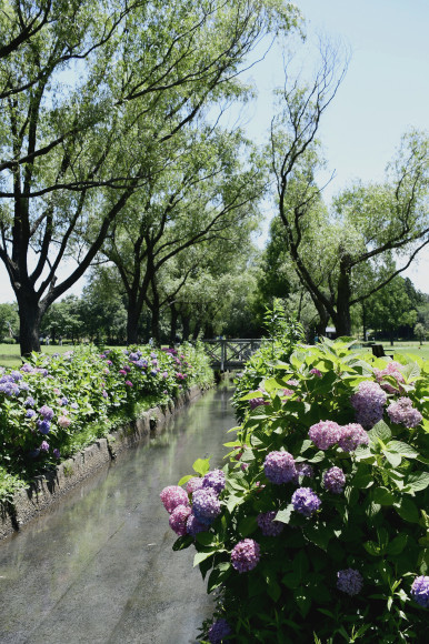 紫陽花(5)_c0093046_13332233.jpg