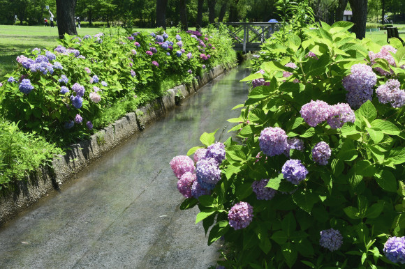 紫陽花(5)_c0093046_13334442.jpg
