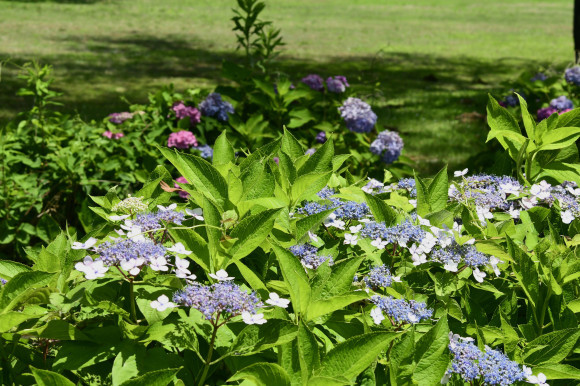 紫陽花(5)_c0093046_13341545.jpg