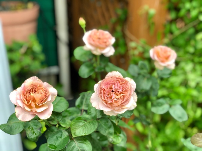 シェエラザード、カフェラテの2番花♡と遅咲きクレマチスの剪定、またやっちゃった｡ﾟ(ﾟ´Д｀ﾟ)ﾟ｡_a0396654_21043223.jpeg