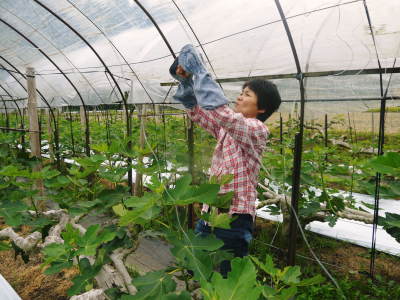 大人気の“甘熟”いちじく!今年(令和2年度)も惜しまぬ手間ひまをかけ順調に成長中!8月中旬からの発送予定_a0254656_18144129.jpg