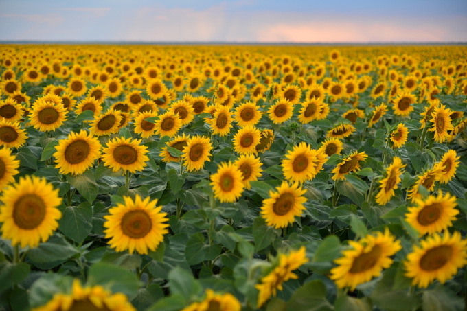 ２０２０年の夏のルーマニアのヒマワリ畑の写真！ルーマニアの花カレンダー。_a0111458_01500825.jpg