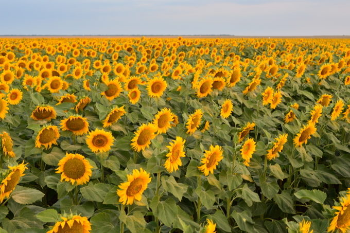 ２０２０年の夏のルーマニアのヒマワリ畑の写真！ルーマニアの花カレンダー。_a0111458_01523539.jpg