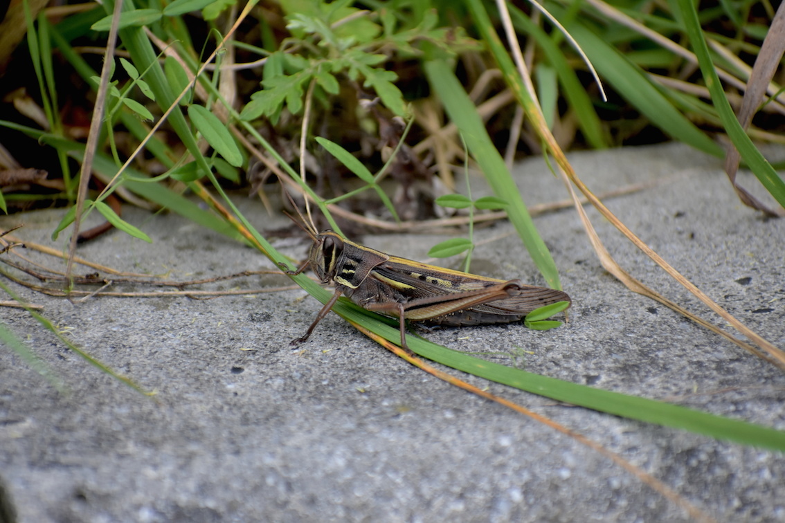 7月の虫けら 駄猫と本の部屋 ぶらん亭