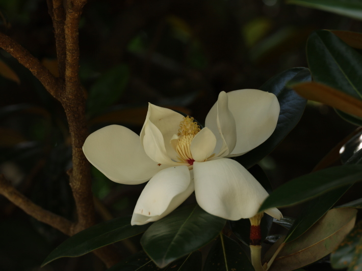 夏の花(12) タイサンボク (2020/7/6&13撮影)_b0369971_16001142.jpg