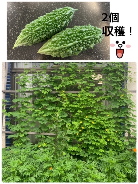 ゴーヤ&やったね!_e0040673_12021828.jpg