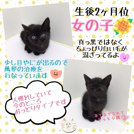 新しい家族を探しています☺︎_c0138175_15515208.jpeg