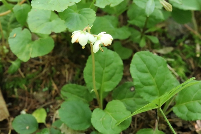 コバノイチヤクソウだろうか 突哨山 とっしょうざん 花ごよみ