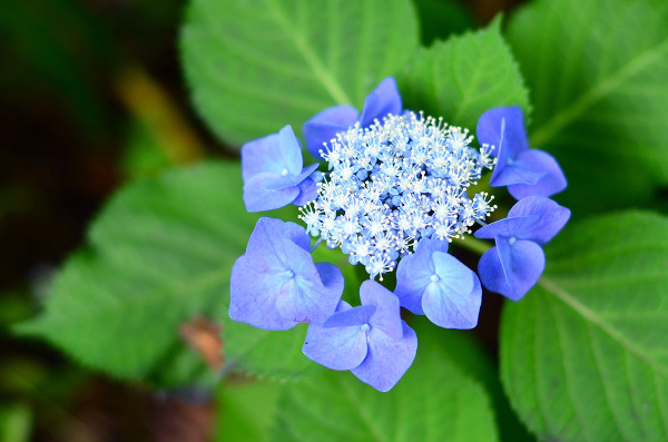 庭の紫陽花 : お茶の時間にしましょうか－キャロ＆ローラの
