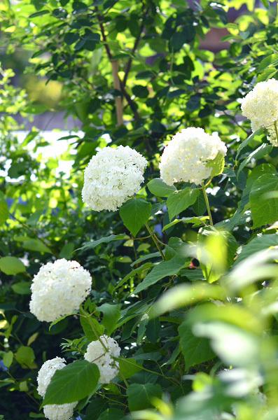 庭の紫陽花 : お茶の時間にしましょうか-キャロ&ローラの 庭の紫陽花 : お茶の時間にしましょうか-キャロ&ローラの