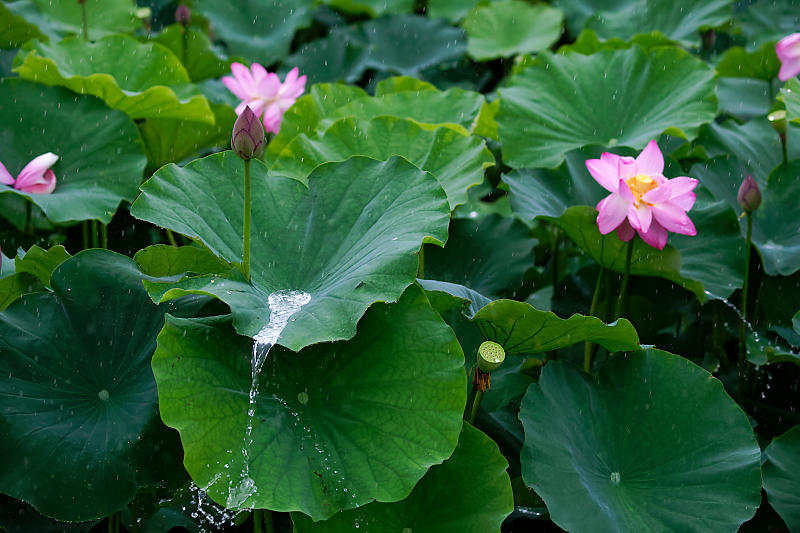 雨蓮@東寺_f0032011_19062695.jpg