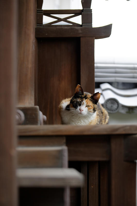 町角ニャンコ・梅雨の止み間に_f0032011_20002221.jpg