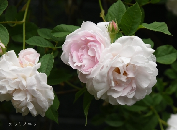 段々と惹かれてゆく_d0380314_20051596.jpg