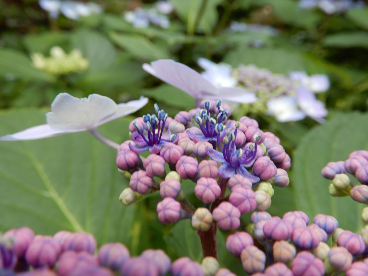 ガクアジサイの開花_c0025115_22434644.jpg