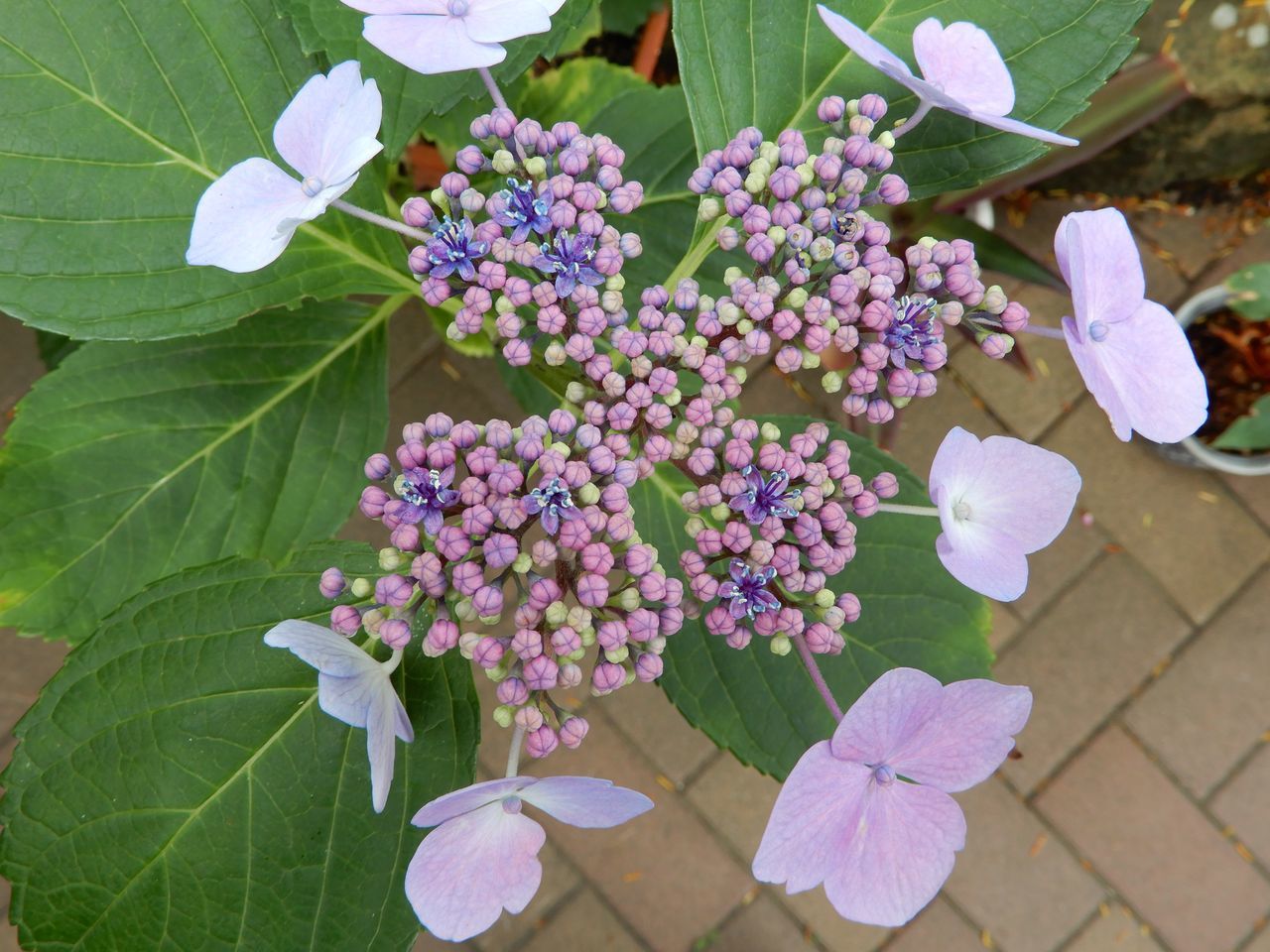 ガクアジサイの開花_c0025115_22434989.jpg