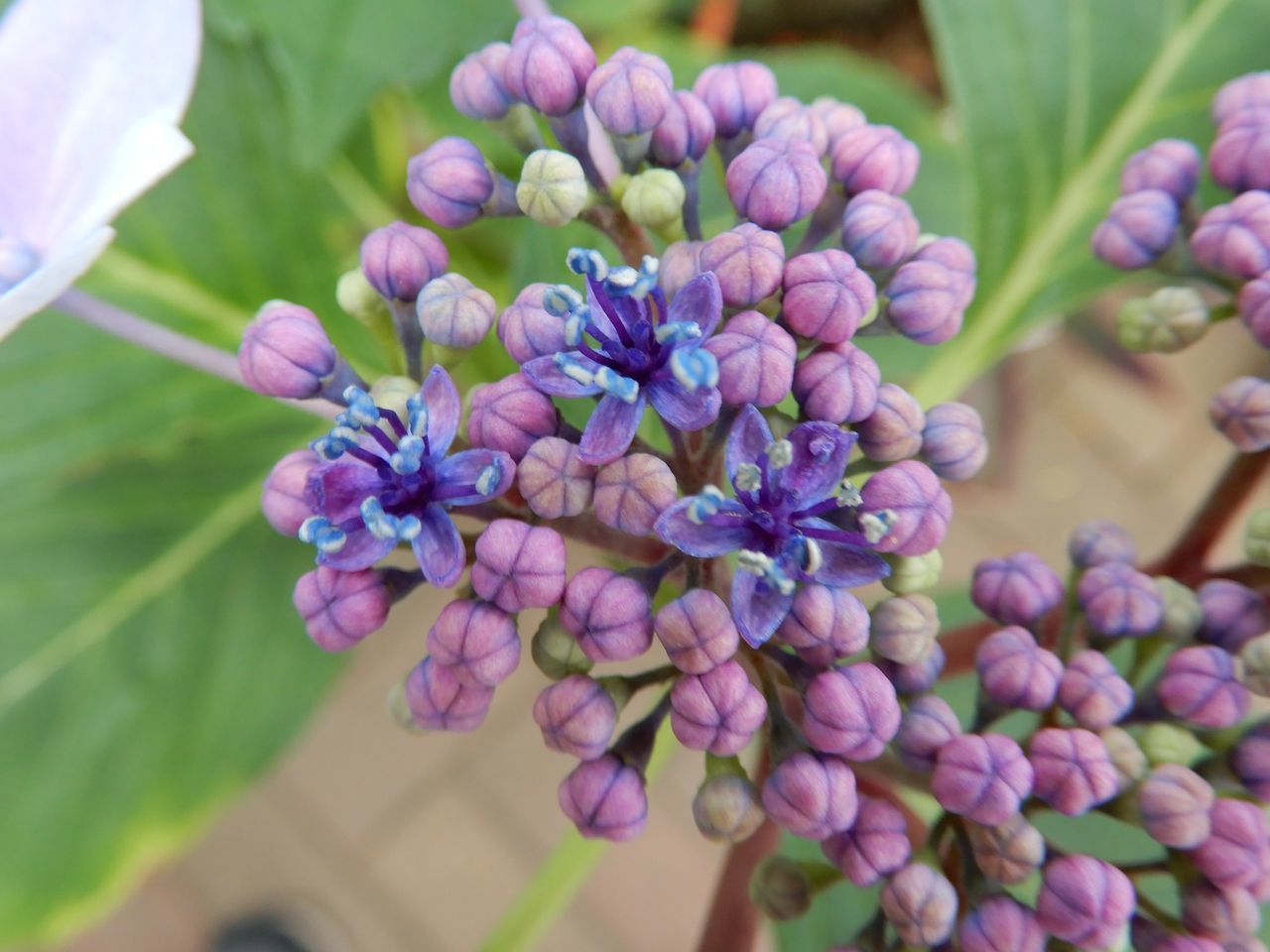 ガクアジサイの開花_c0025115_22453572.jpg