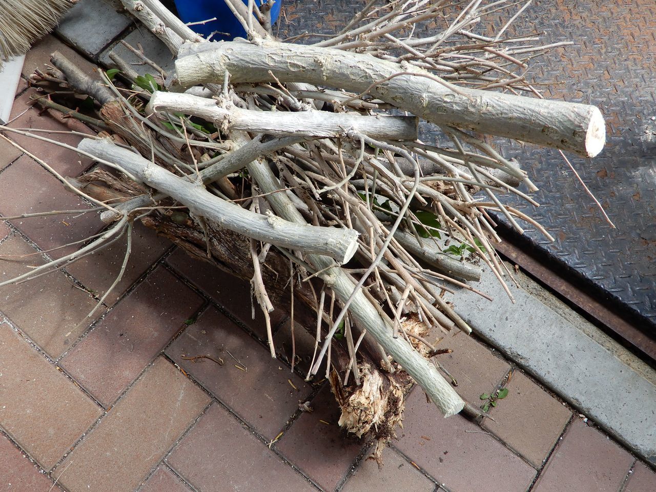 ガクアジサイの開花_c0025115_22475257.jpg