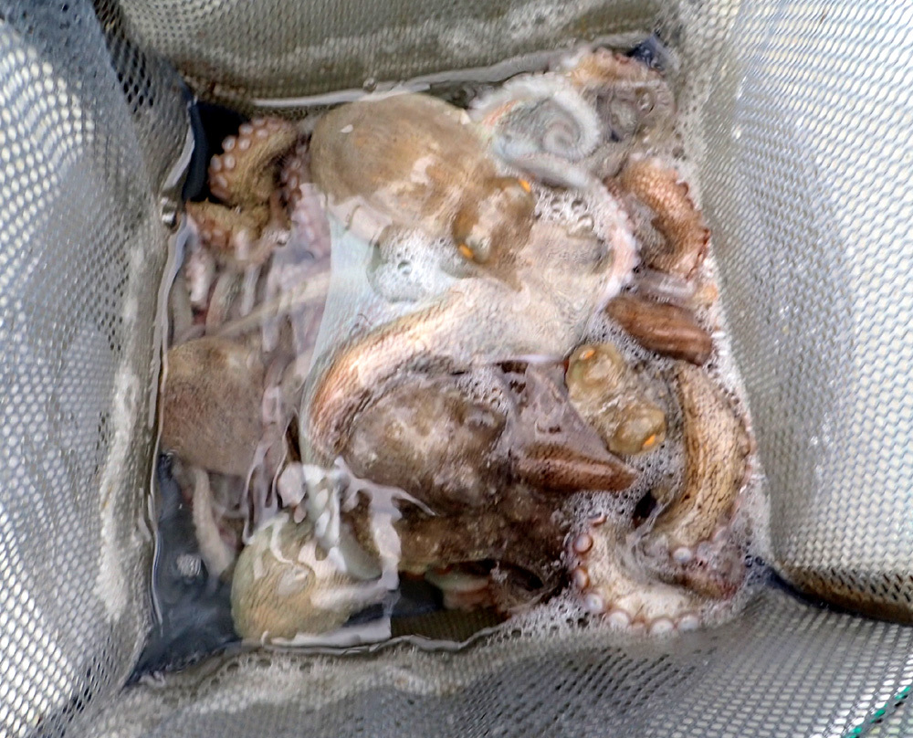師崎よりタコ釣り 年7月16日 水 釣り好き昌ちゃんの釣り日誌