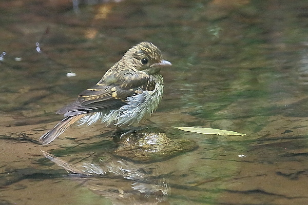 オオルリのメス若鳥_e0413627_17250864.jpg