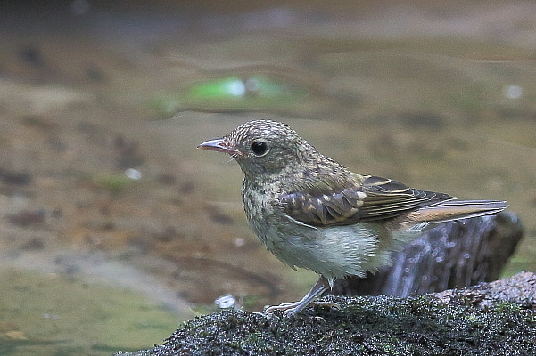 オオルリのメス若鳥_e0413627_17252679.jpg