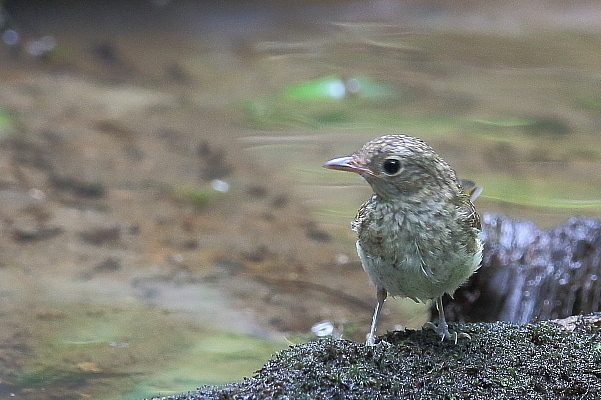 オオルリのメス若鳥_e0413627_17260081.jpg