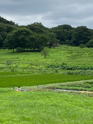 梅雨の間の晴れ間のカブトムシ_b0369933_15500935.jpg