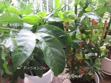 手作りマスク初挑戦とJAでみつけた”おかわかめ”そしてアスターを生ける_b0255144_08494128.jpg