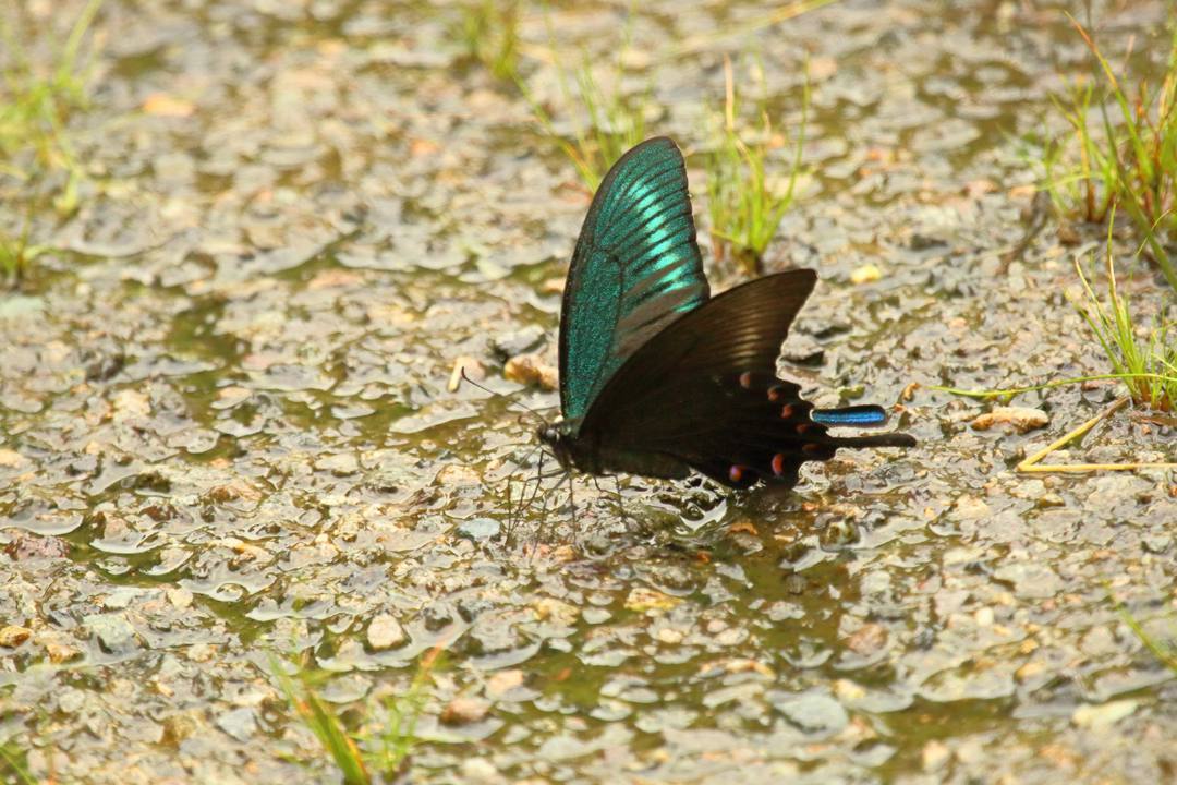 ミヤマカラスアゲハ_e0403850_21362439.jpg