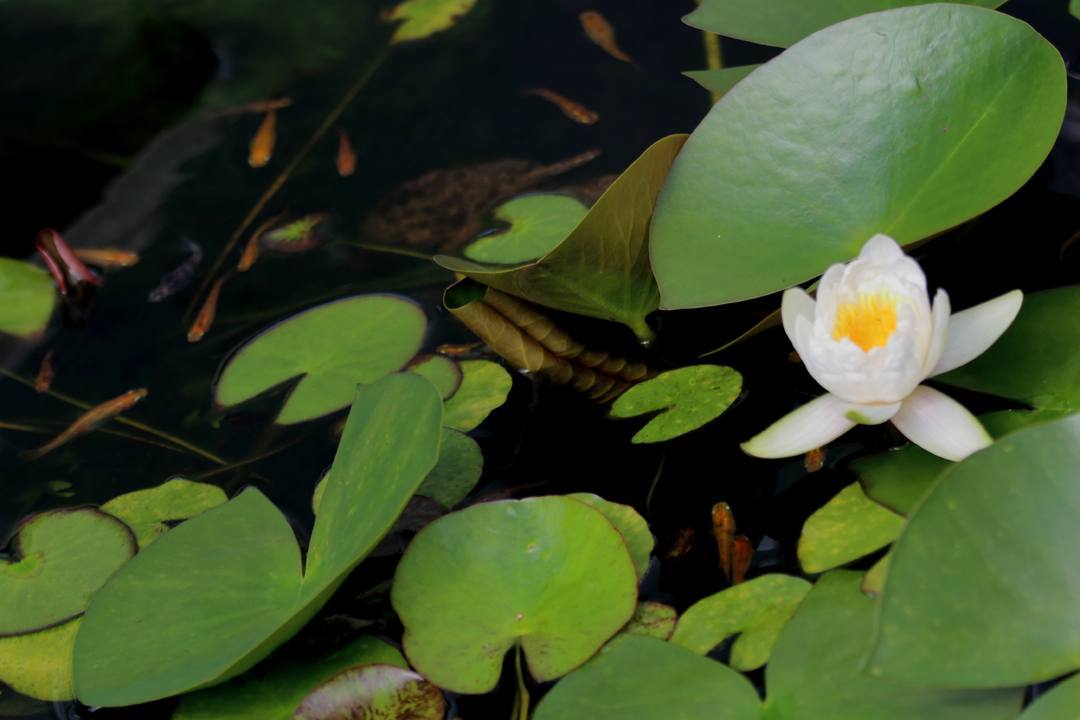 ミヤマカラスアゲハ_e0403850_21371184.jpg