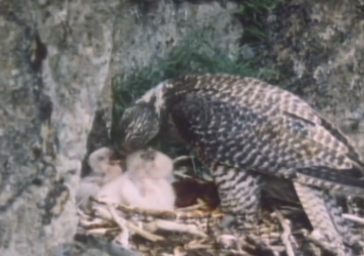 先行配信のお知らせ「動物映像大百科 第4巻 鳥類 A面2」_b0115553_10420962.png