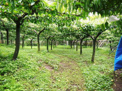 熊本梨 本藤果樹園 今年(令和2年)も匠の技で熊本限定栽培品種の梨『秋麗』が順調に育ってます!_a0254656_17273948.jpg