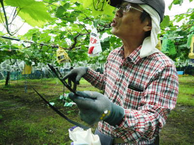 熊本梨 本藤果樹園 今年(令和2年)も匠の技で熊本限定栽培品種の梨『秋麗』が順調に育ってます!_a0254656_17333392.jpg