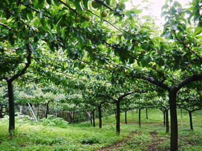 熊本梨 本藤果樹園 今年(令和2年)も匠の技で熊本限定栽培品種の梨『秋麗』が順調に育ってます!_a0254656_17533977.jpg
