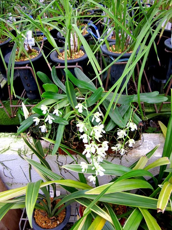 中国春蘭黄花　　　　　　　　　　　　No.2039_d0103457_01144637.jpg