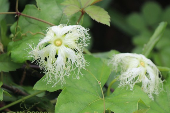 黄烏瓜の花 キカラスウリノハナ ひげ爺の花便り