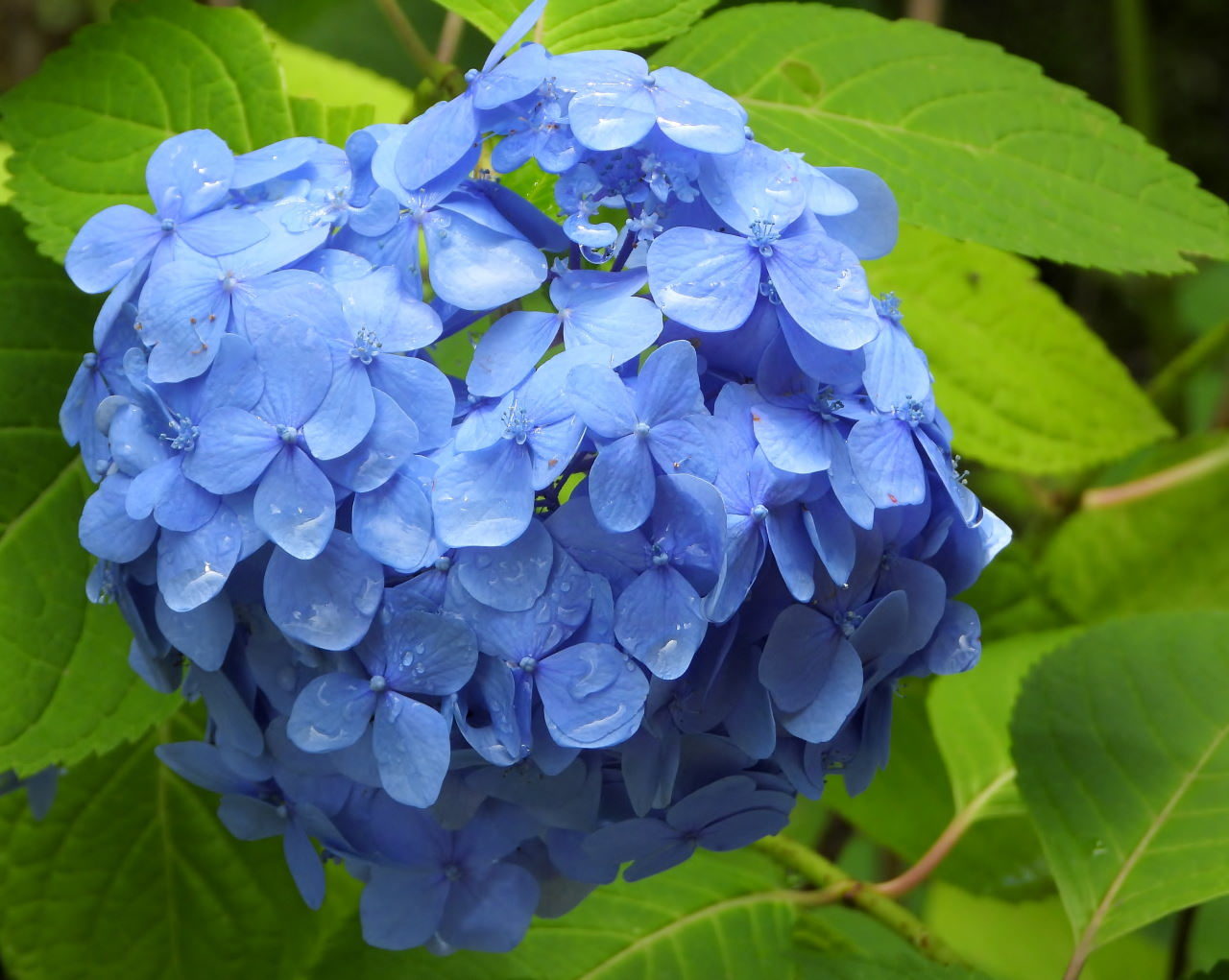 在庫から 染料植物園で雨上がりに_c0305565_17310451.jpg