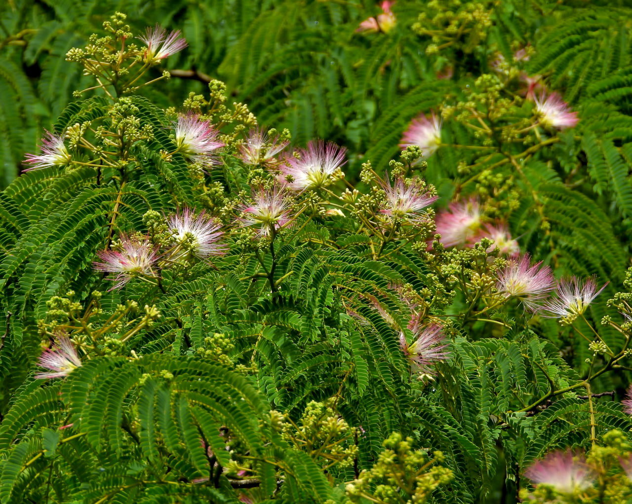 在庫から 染料植物園で雨上がりに_c0305565_17340998.jpg