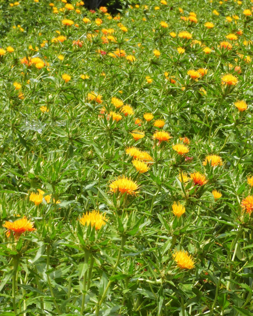 在庫から 染料植物園で雨上がりに_c0305565_17403887.jpg