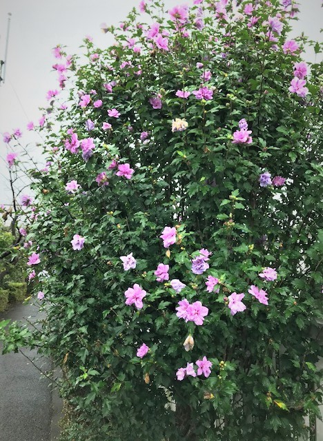 木槿の花が咲きました 散歩小道