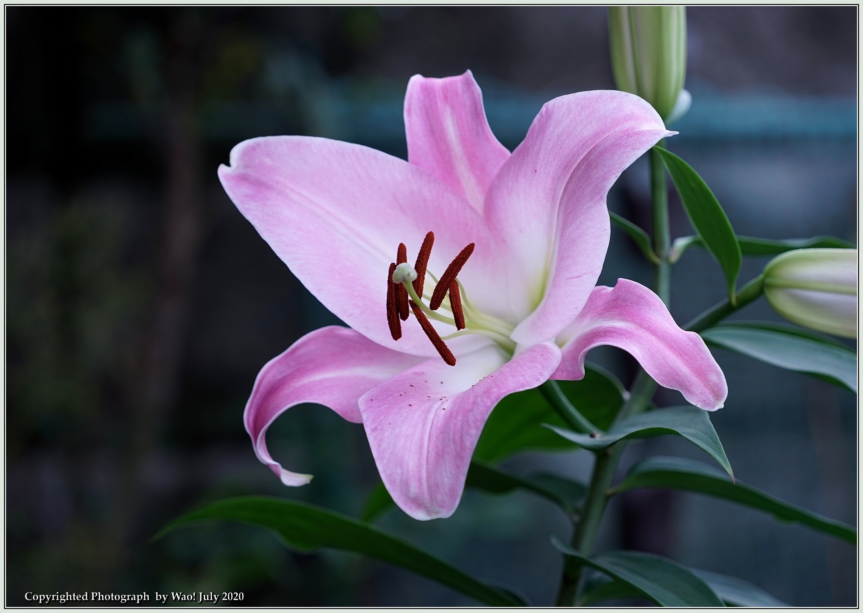 庭の花－２６　オリエンタルリリー　ピンク_c0198669_17232498.jpg