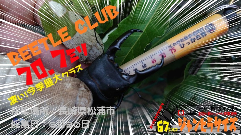 待望の70㎜オーバー!?ひっかき棒で採る&撮る!!全国の洞マニアからジャンヒラ採集報告♪_f0183484_02122072.jpg