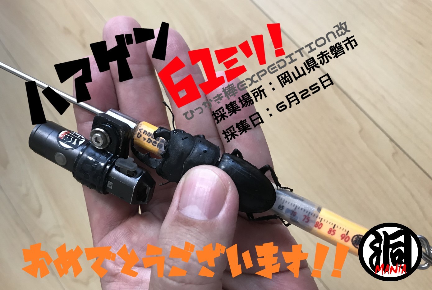 待望の70㎜オーバー!?ひっかき棒で採る&撮る!!全国の洞マニアからジャンヒラ採集報告♪_f0183484_02125603.jpeg