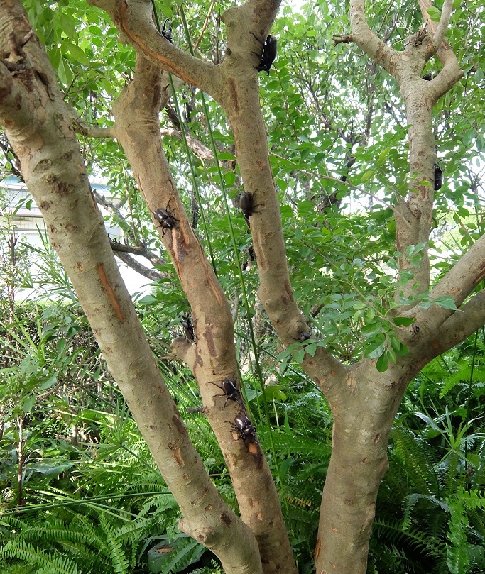 カブトムシの楽園 楽 遊 学 ビバ人生