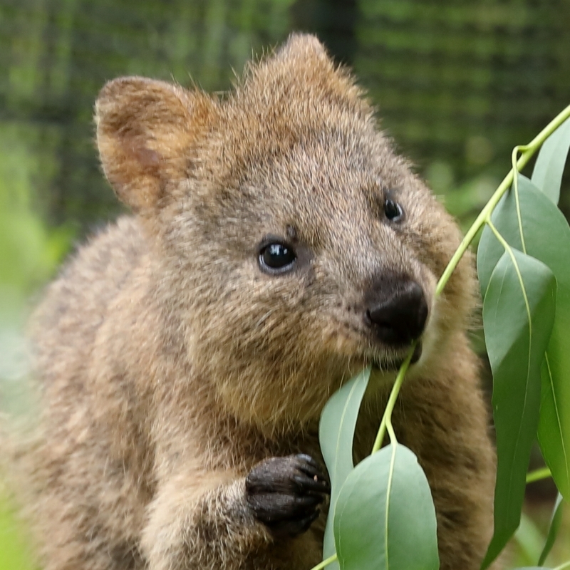 世界一幸福な動物 と呼ばれるクオッカ 日本の動物園で初公開 旅プラスの日記