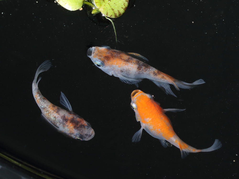 三色ラメダルマ 4匹