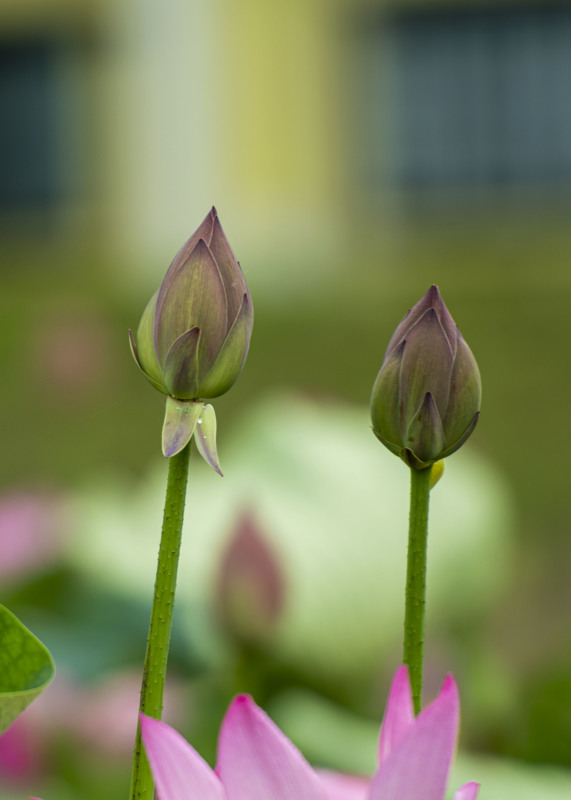つぼみにも・・・_d0370716_20124765.jpg