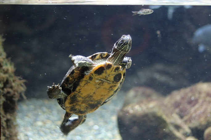 水生物館で会える外来生物たち(井の頭自然文化園 August 2019)_b0355317_09444606.jpg