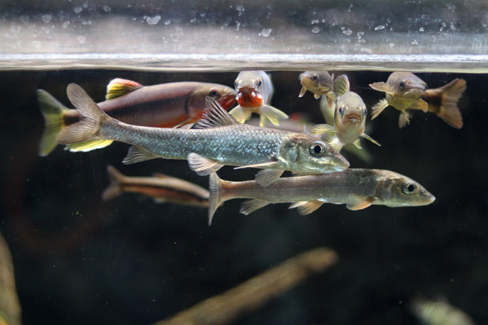 水生物館の日本産淡水魚たち~カワムツの婚姻色とドジョウ水槽(井の頭自然文化園 August 2019)_b0355317_21351371.jpg