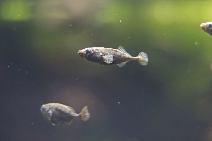 水生物館の日本産淡水魚たち~カワムツの婚姻色とドジョウ水槽(井の頭自然文化園 August 2019)_b0355317_21362918.jpg
